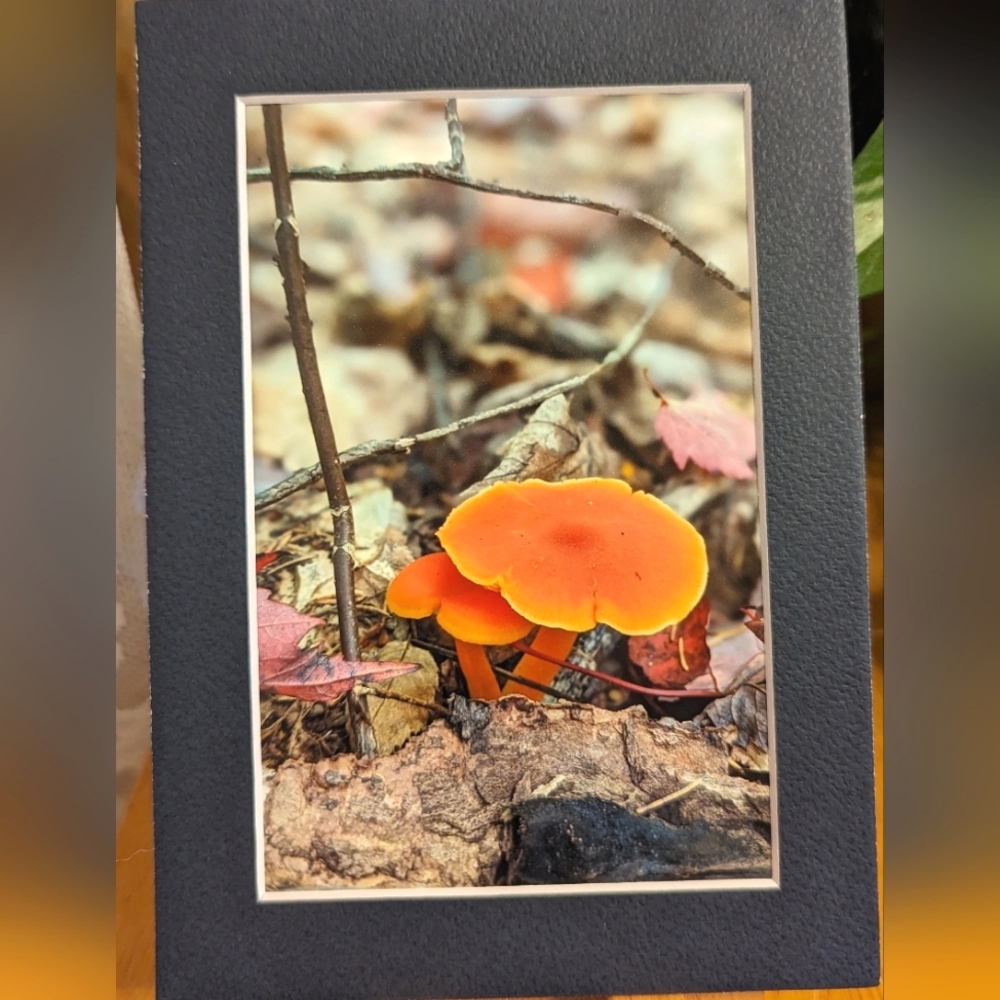 Original Photography Orange Mushrooms in Dark Blue 5x7 Matted Print